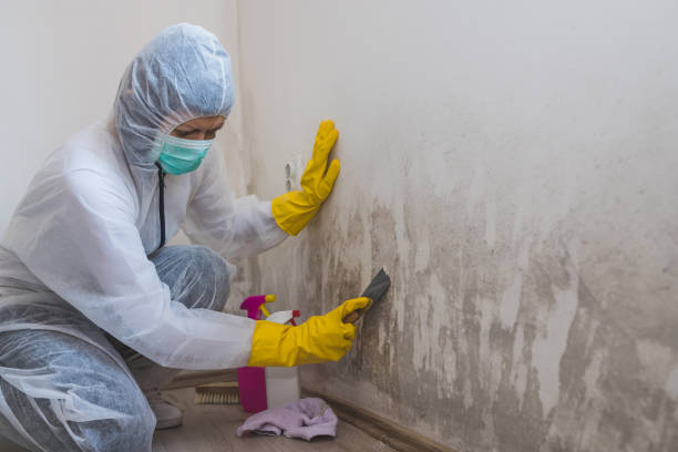 Professional Mold Removal in Cresson, PA