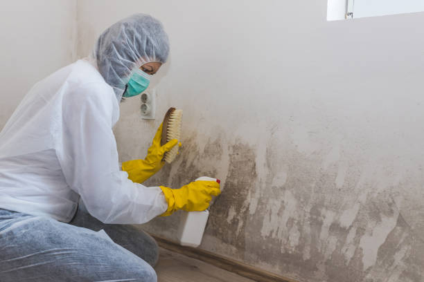 Mold Documentation for Insurance Claims in Cresson, PA